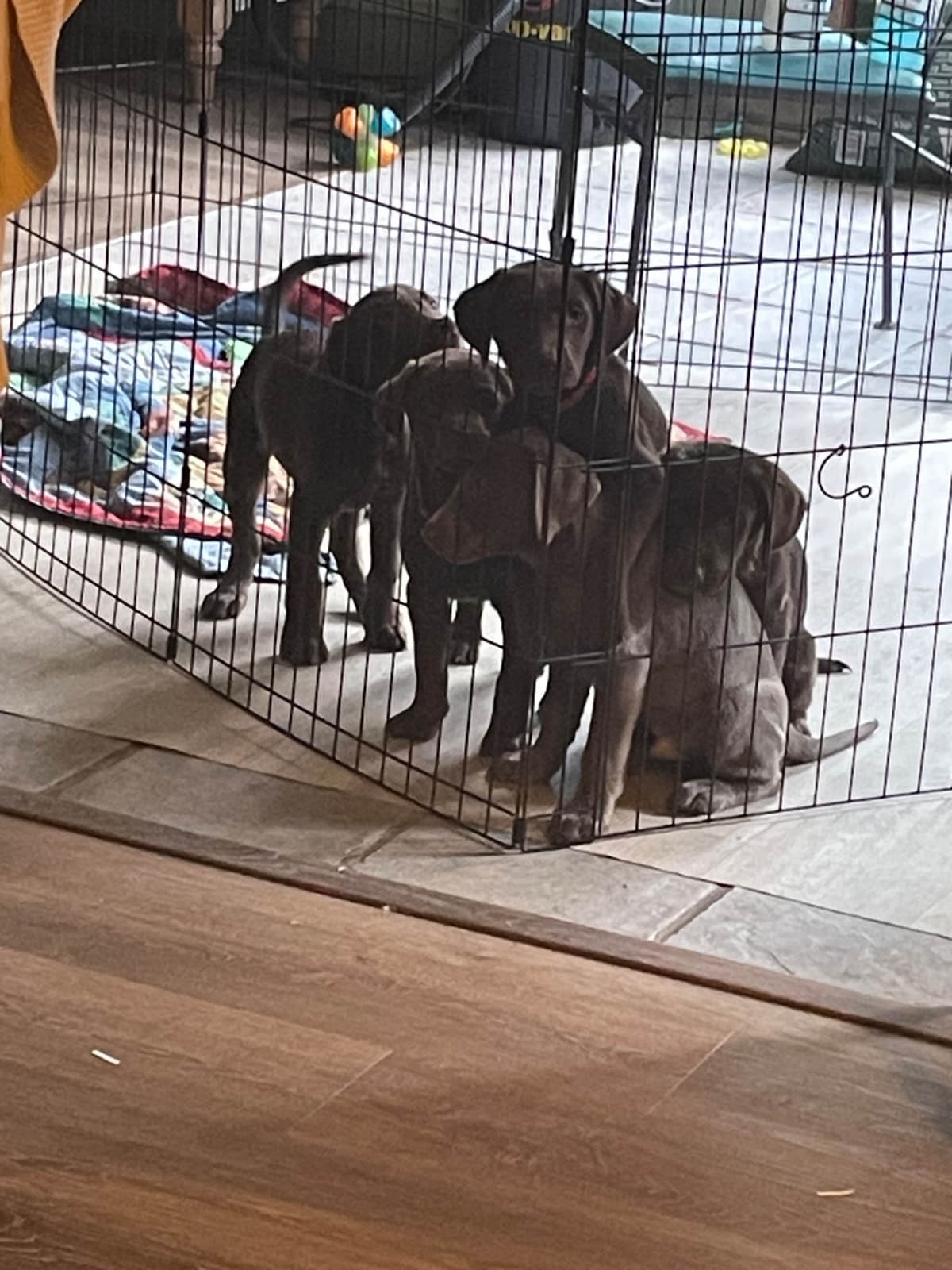 Labrador Retriever Puppies breeder image 1