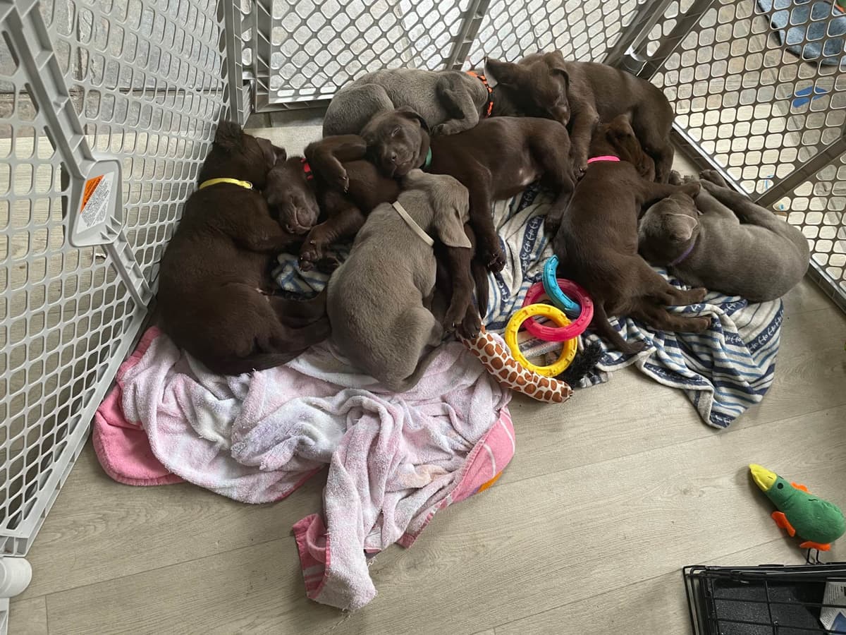 Labrador Retriever Puppies breeder image 3