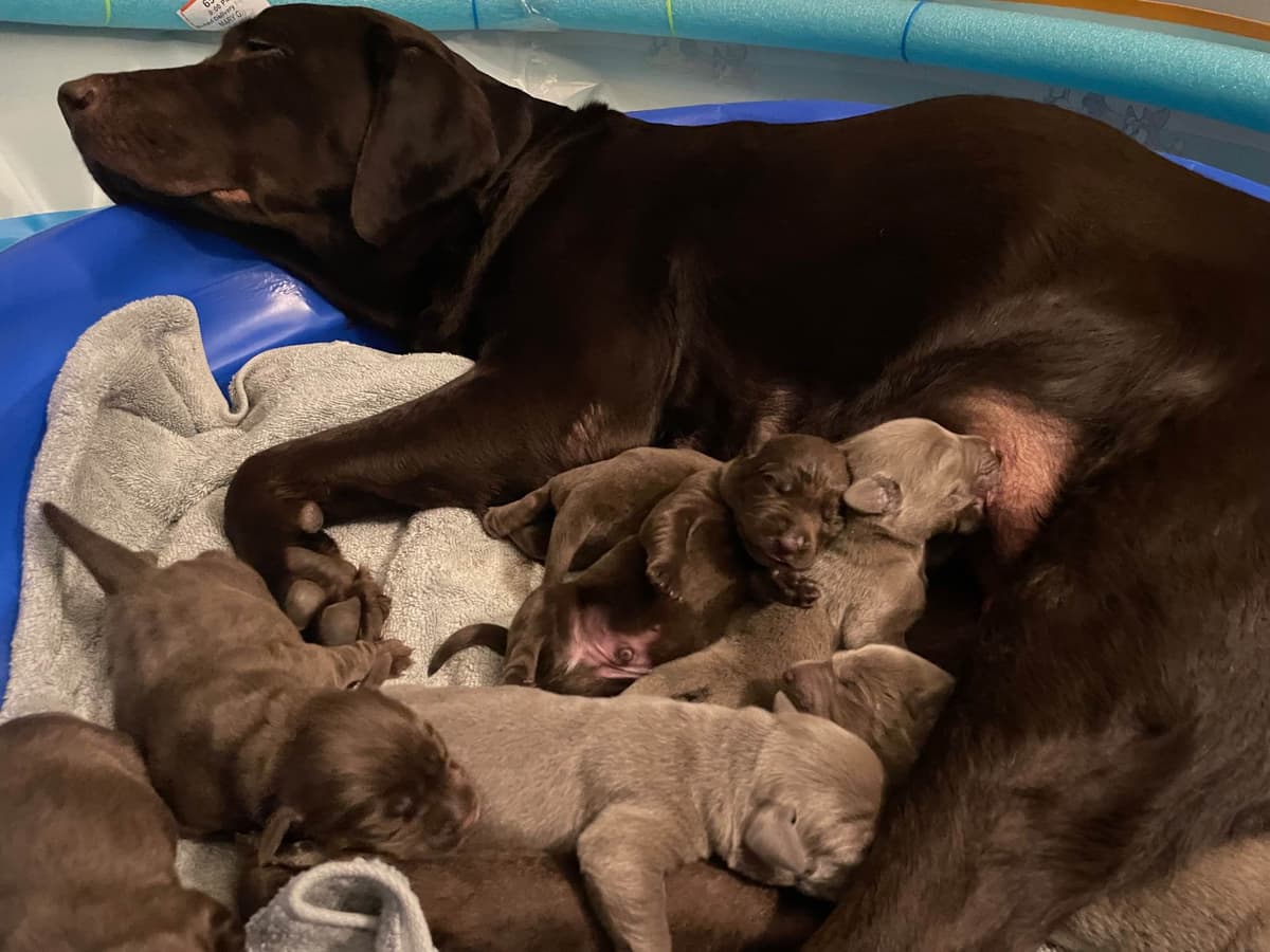 Labrador Retriever Puppies breeder image 4