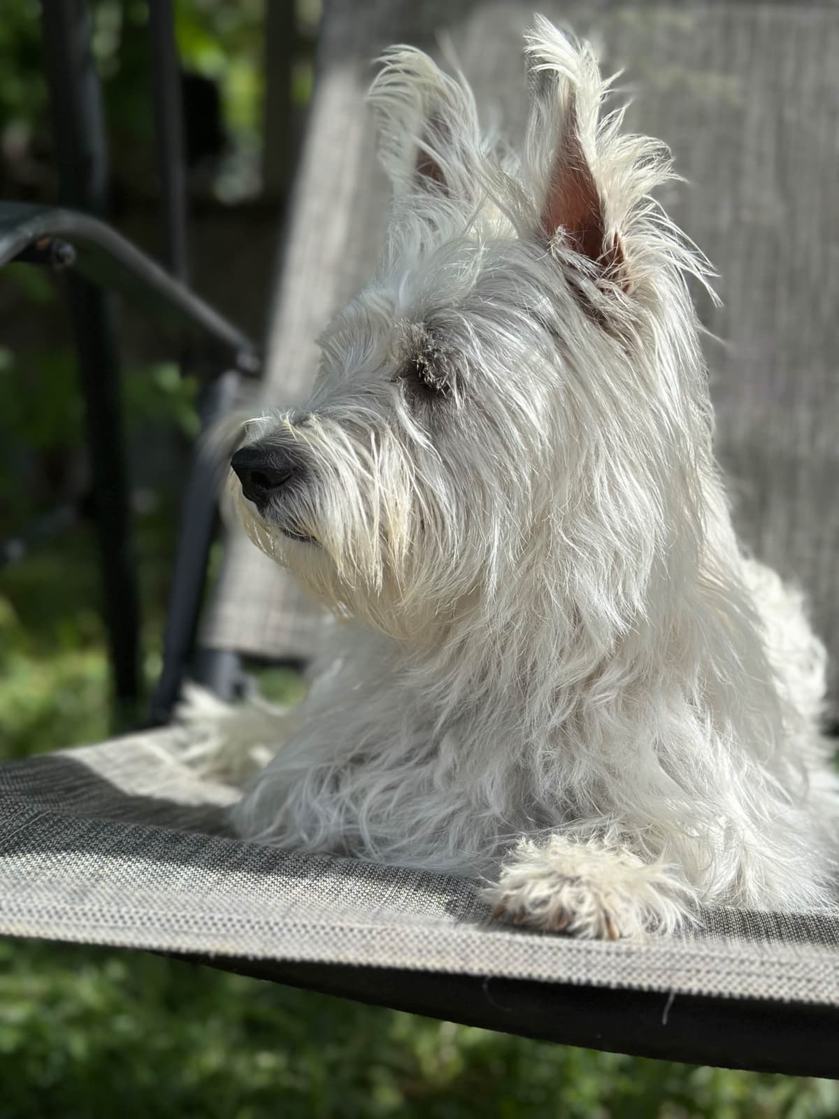 West Highland White Terrier Puppies breeder image 3