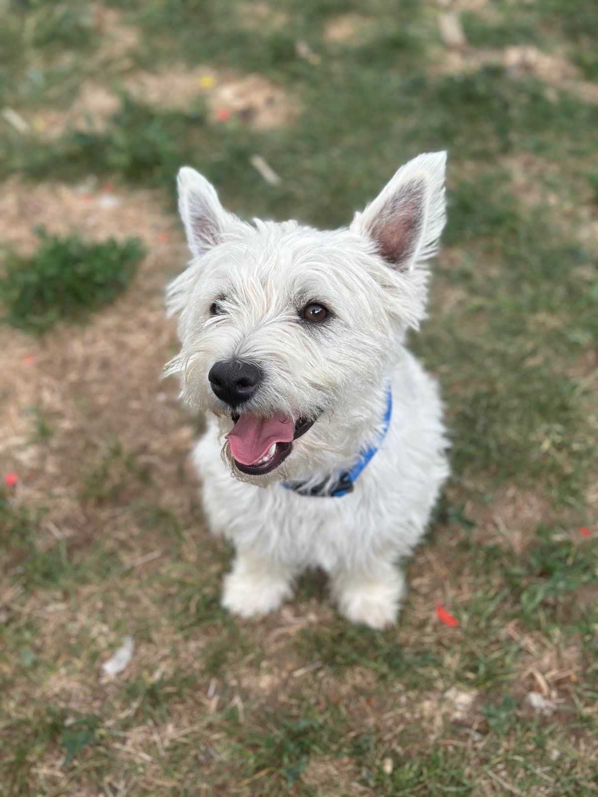 West Highland White Terrier Puppies breeder image 4