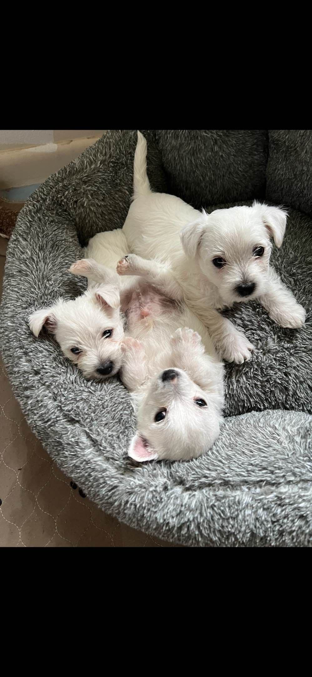 West Highland White Terrier Puppies breeder image 6