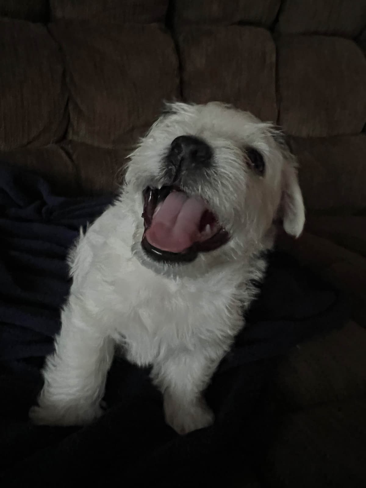 West Highland White Terrier Puppies breeder image 8