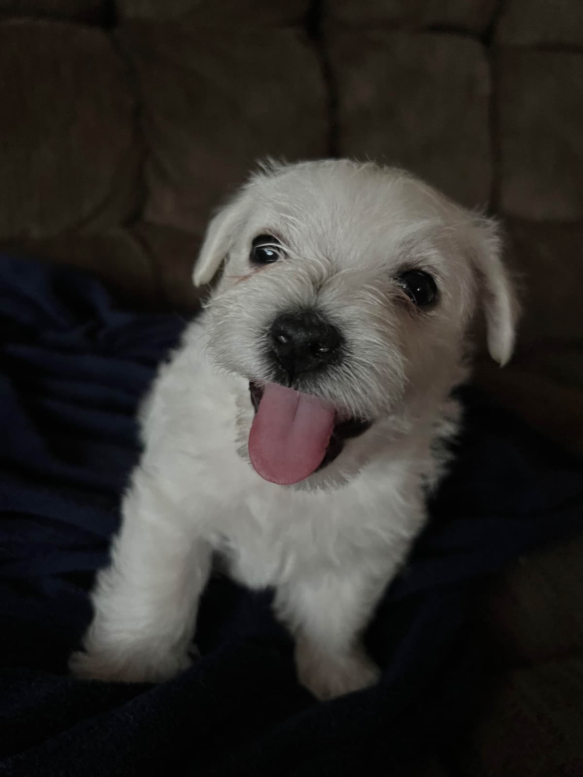 West Highland White Terrier Puppies breeder image 9