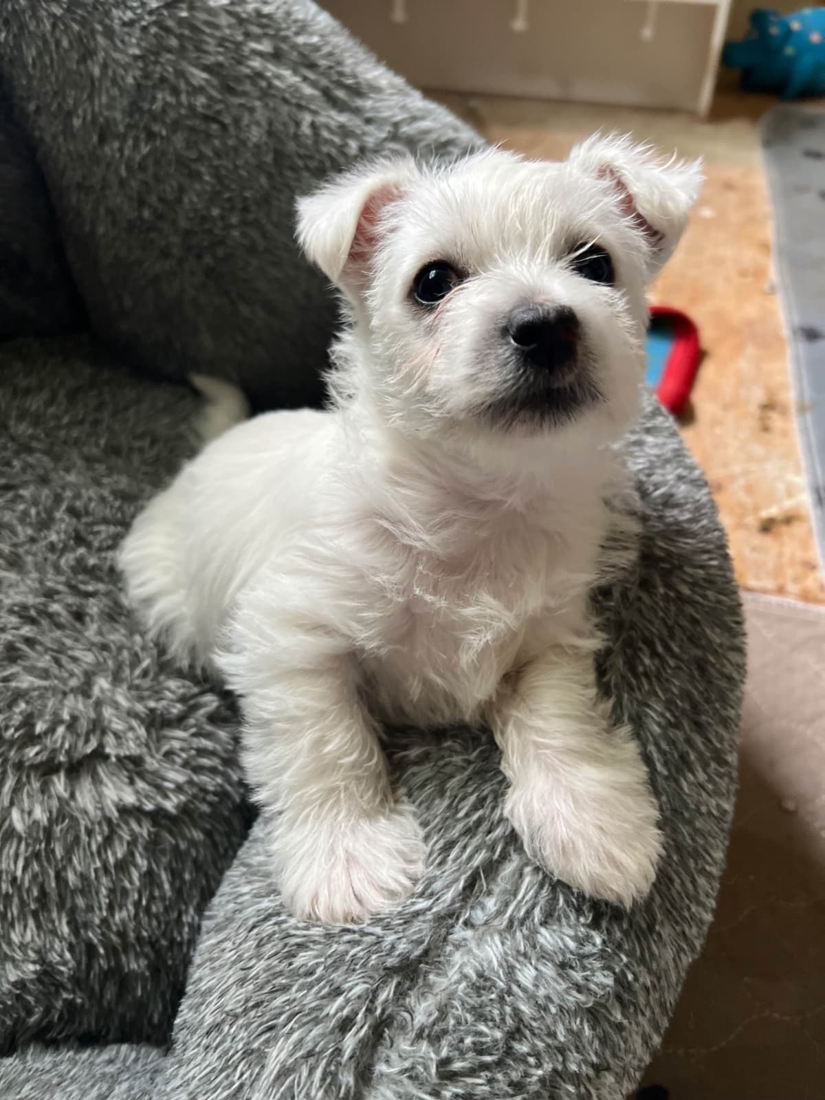 West Highland White Terrier Puppies breeder image 11