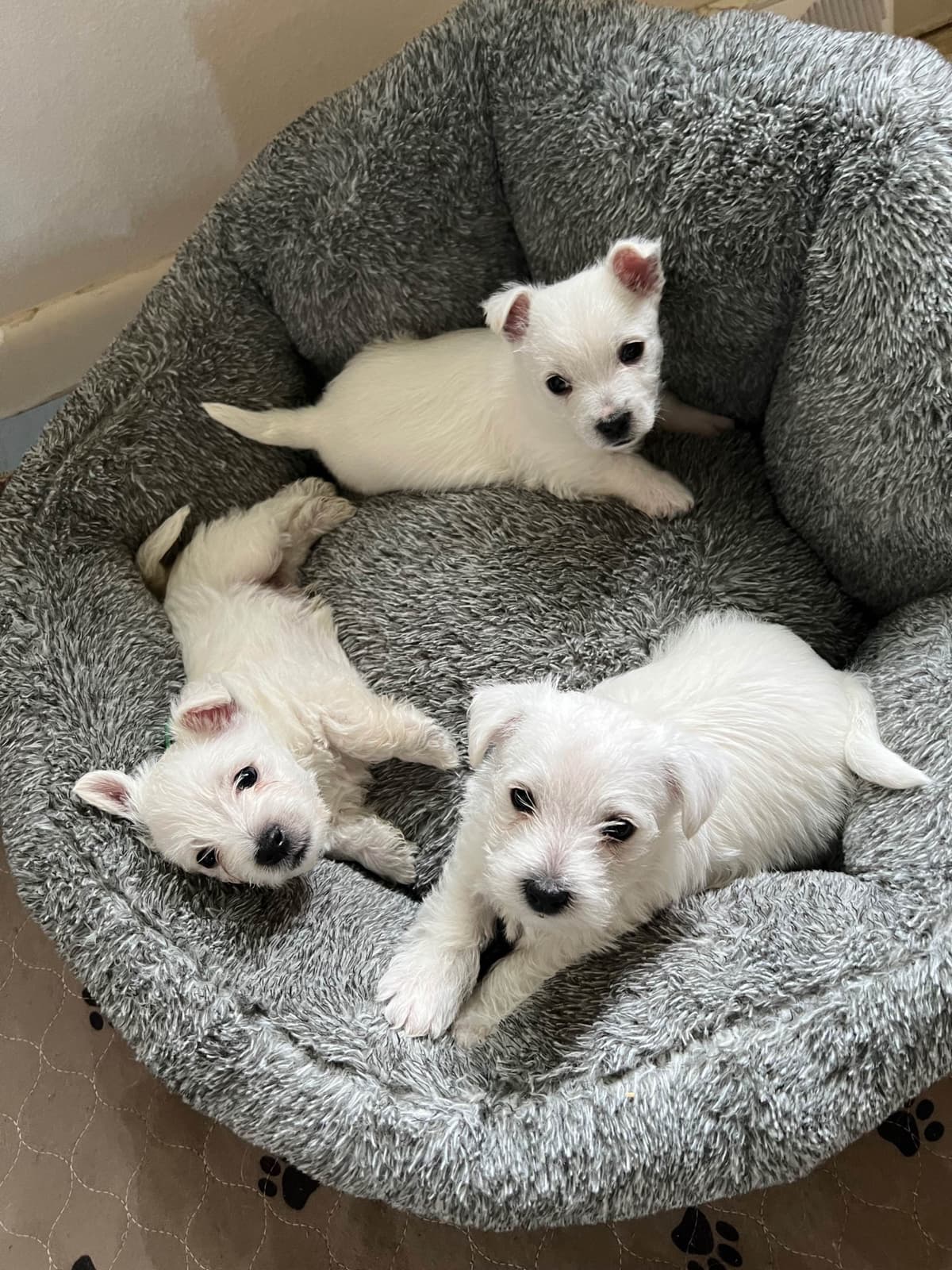West Highland White Terrier Puppies breeder image 12
