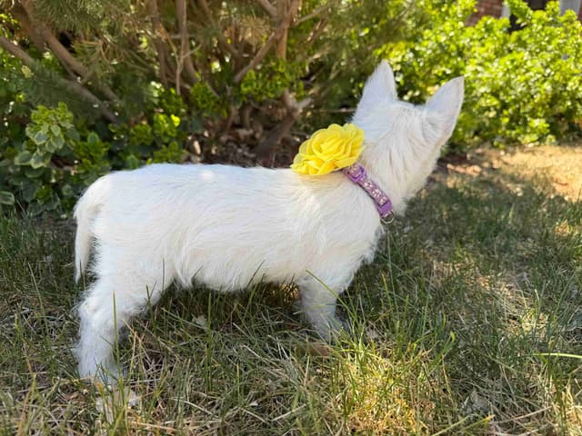 West Highland White Terrier Puppies media 4