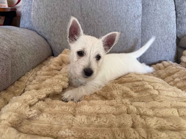 West Highland White Terrier Puppies media 2