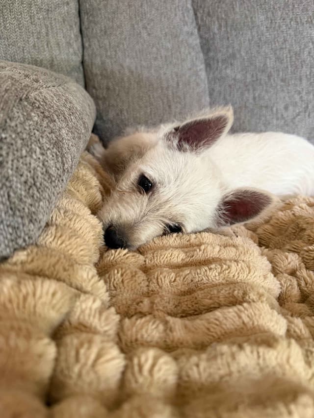West Highland White Terrier Puppies media 7