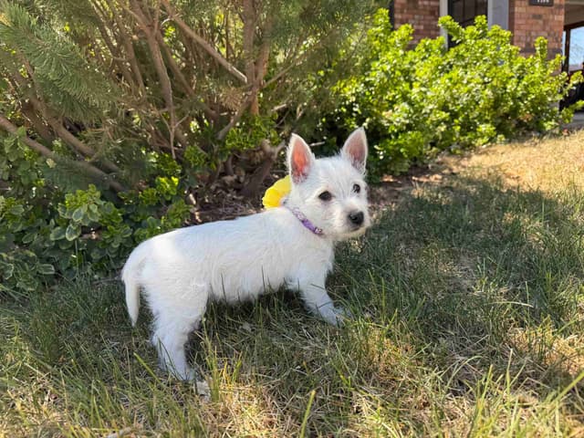 West Highland White Terrier Puppies media 5