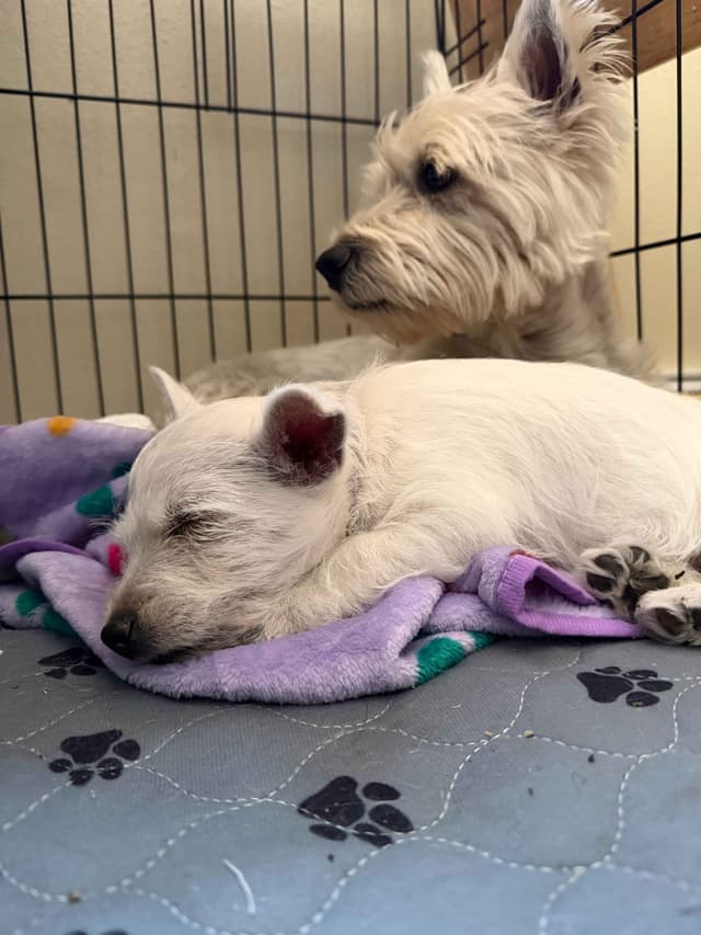 West Highland White Terrier Puppies media 6
