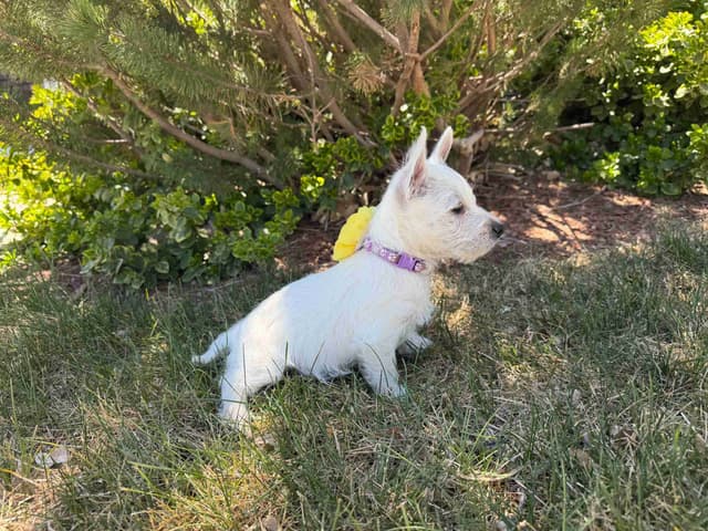 West Highland White Terrier Puppies media 3