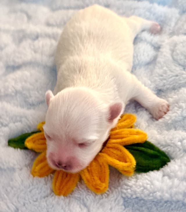 Quality AKC Maltese Puppies media 2