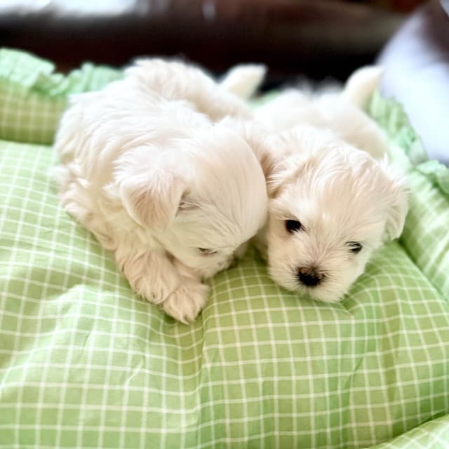 Quality AKC Maltese Puppies media 4