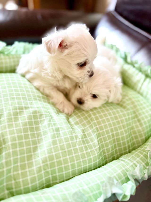 Quality AKC Maltese Puppies media 5
