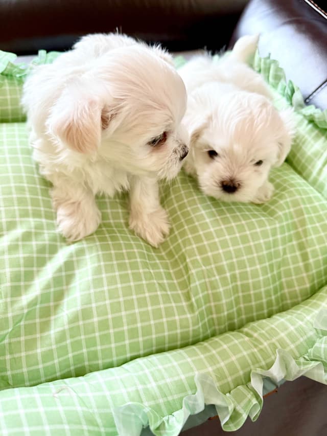 Quality AKC Maltese Puppies media 6