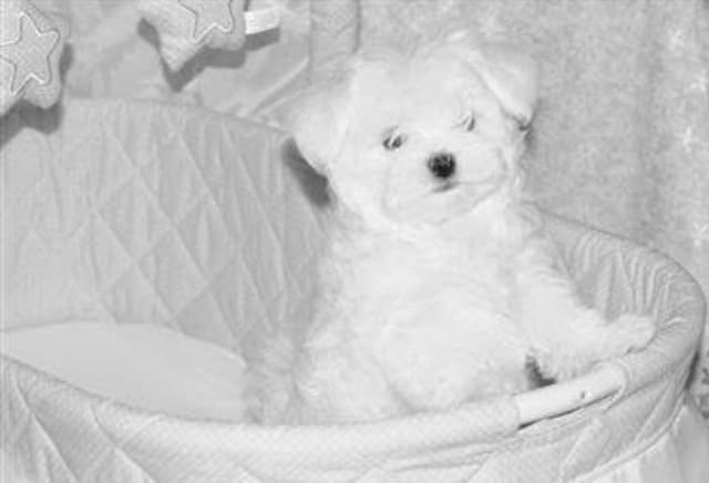 Quality AKC Maltese Puppies media 3