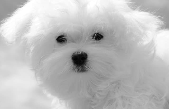 Quality AKC Maltese Puppies media 8