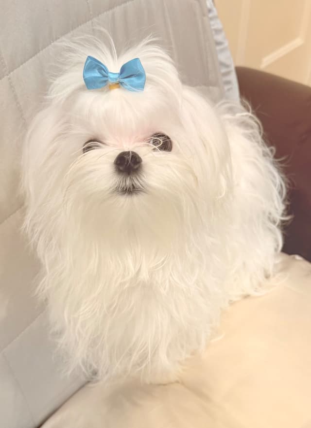 Quality AKC Maltese Puppies media 9