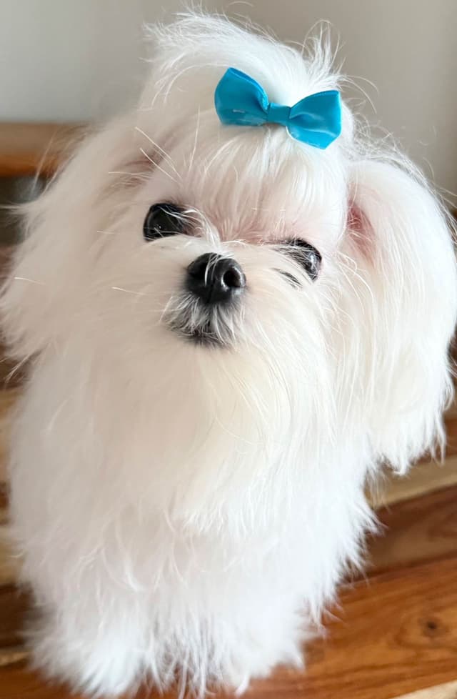 Quality AKC Maltese Puppies media 7