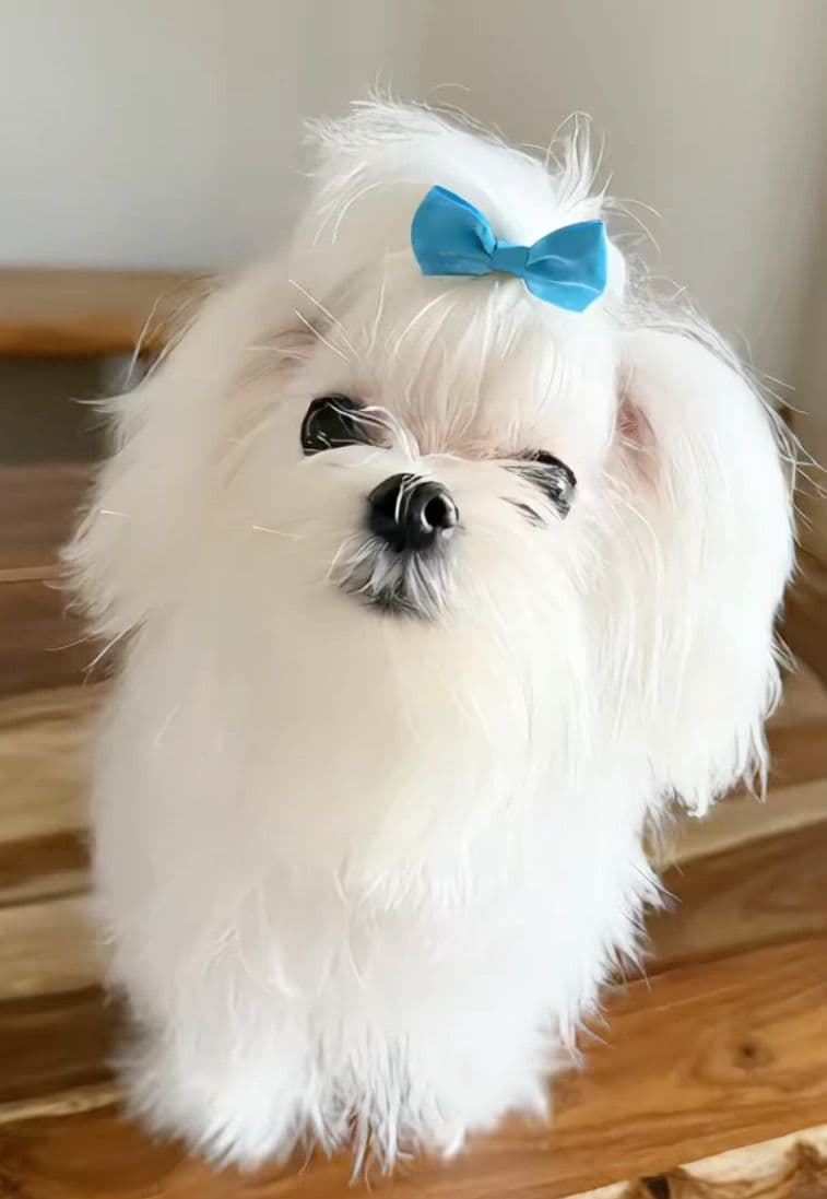 Quality AKC Maltese Puppies breeder image 2