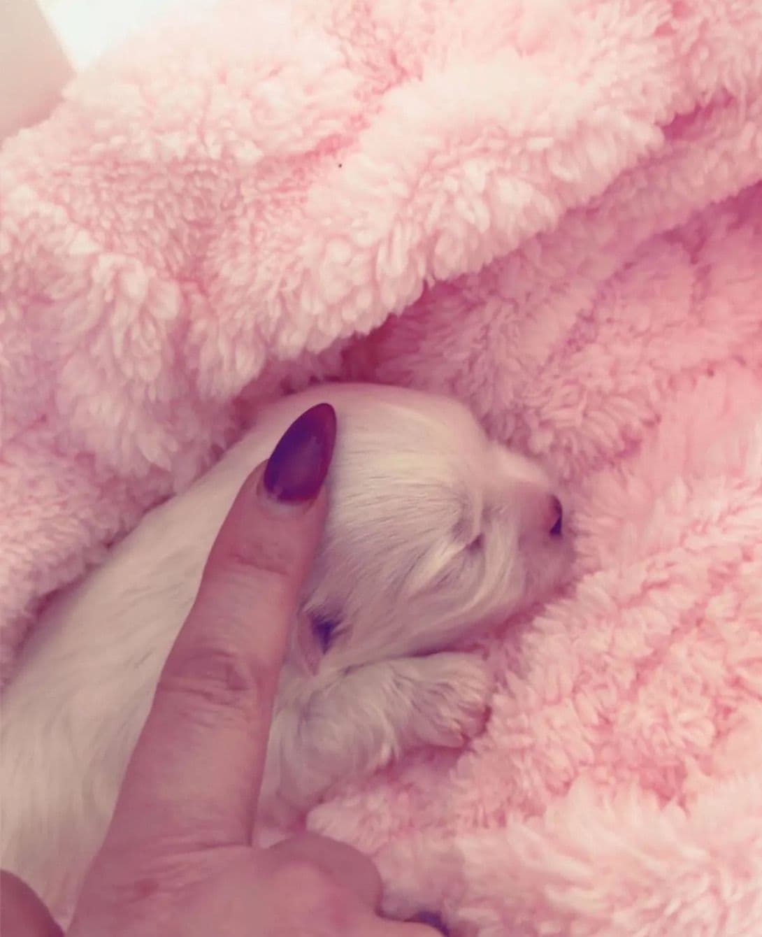 Quality AKC Maltese Puppies breeder image 5