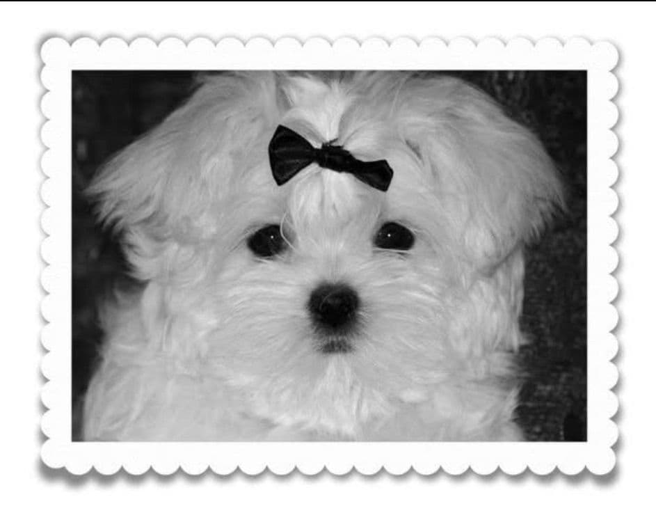 Quality AKC Maltese Puppies breeder image 3