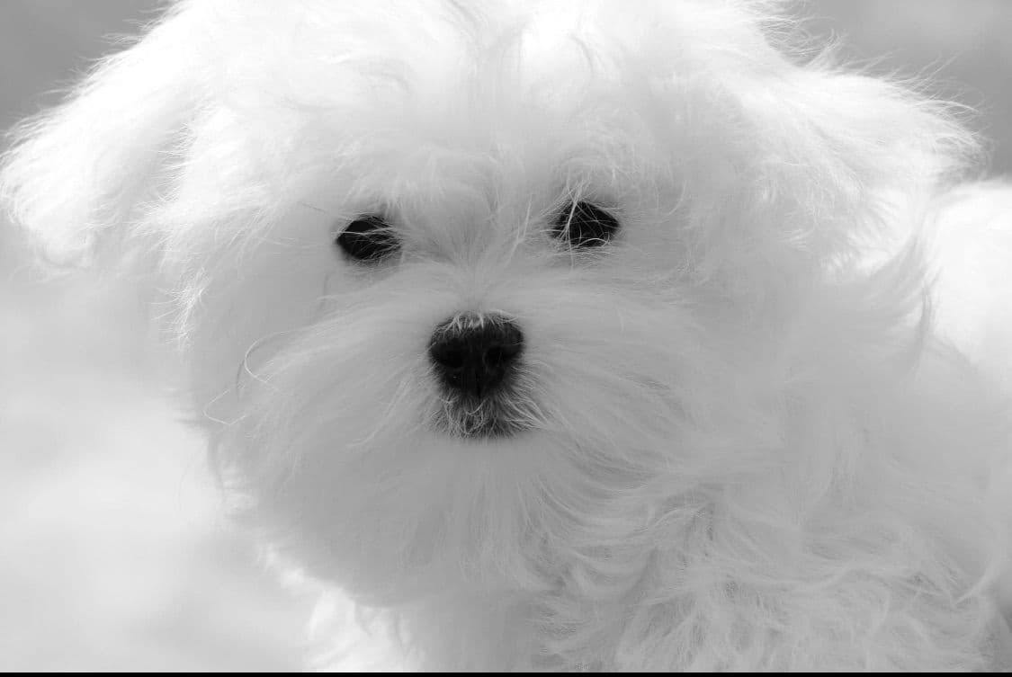 Quality AKC Maltese Puppies breeder image 6