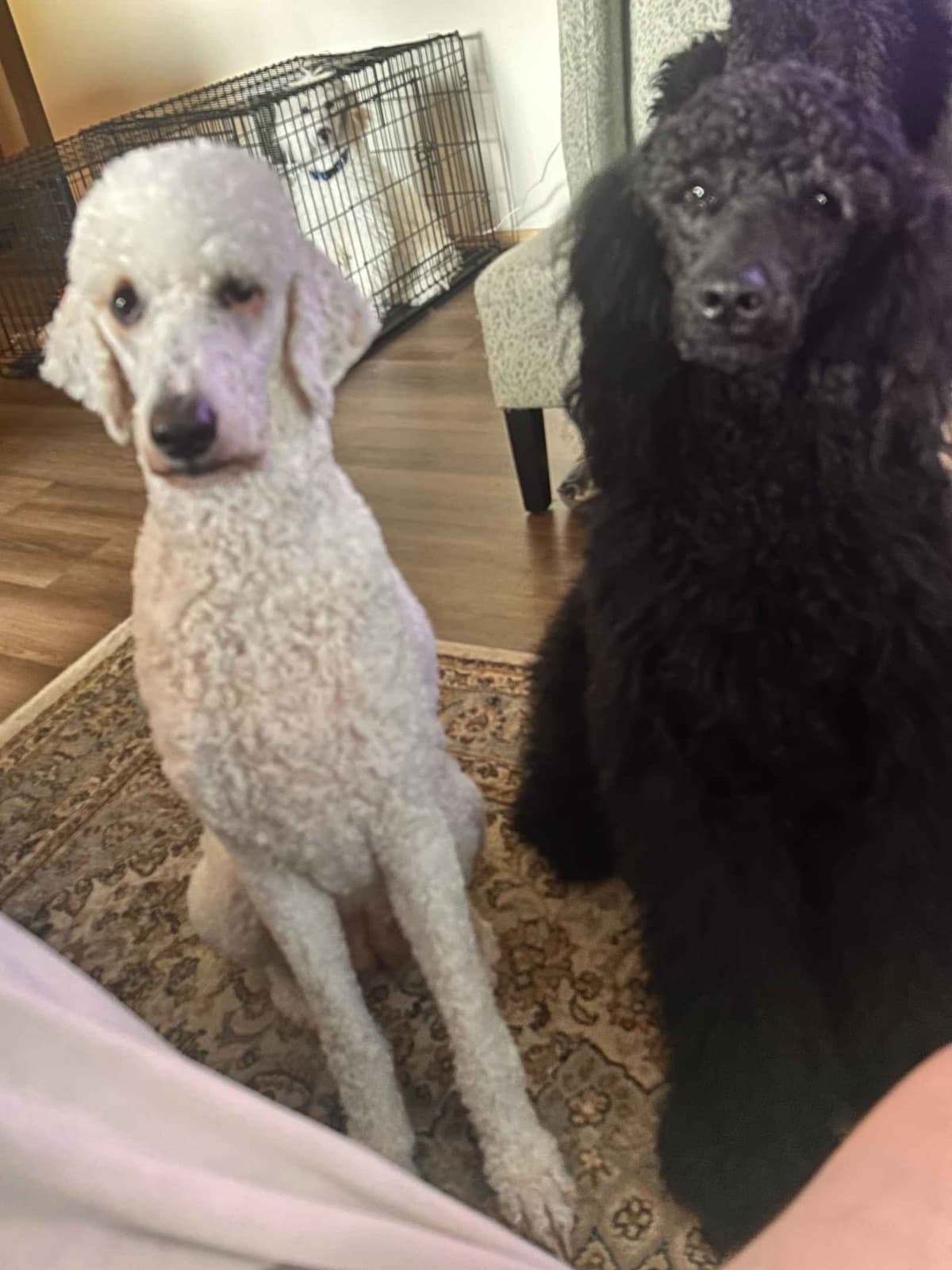 Poodle Puppies breeder image 1