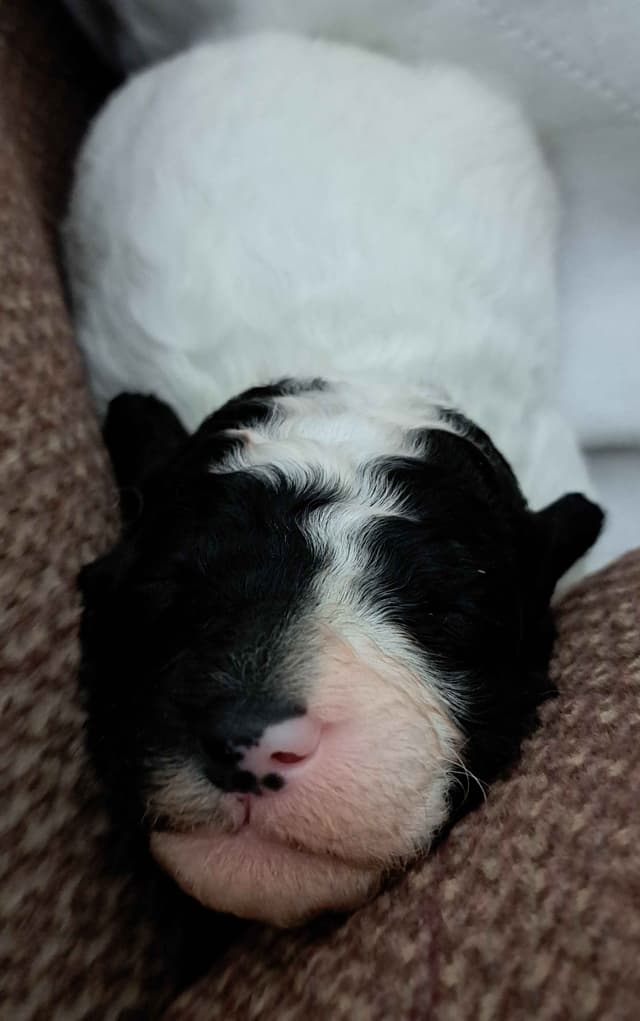 Poodle Puppies media 3