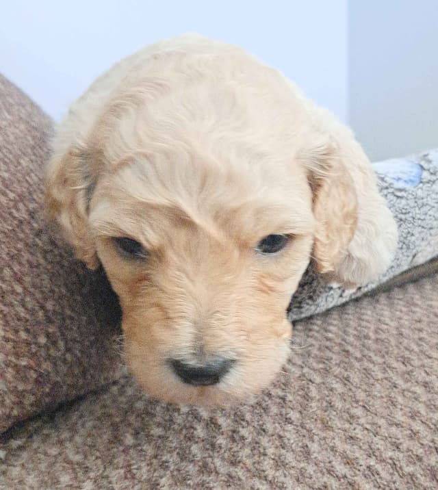 Poodle Puppies media 7