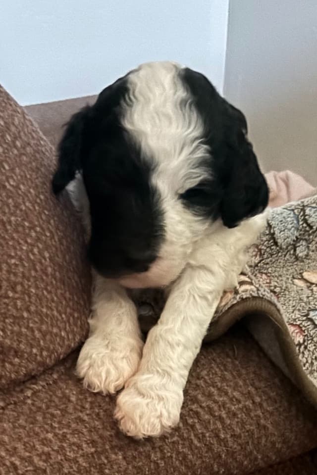 Poodle Puppies media 8