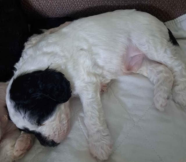 Poodle Puppies media 11
