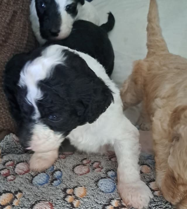 Poodle Puppies media 14
