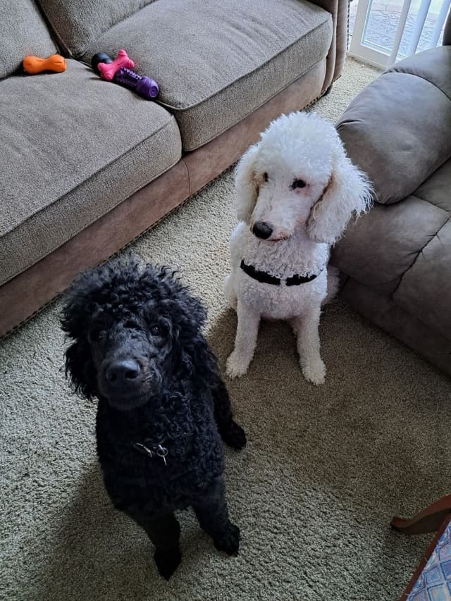 Poodle Puppies media 2