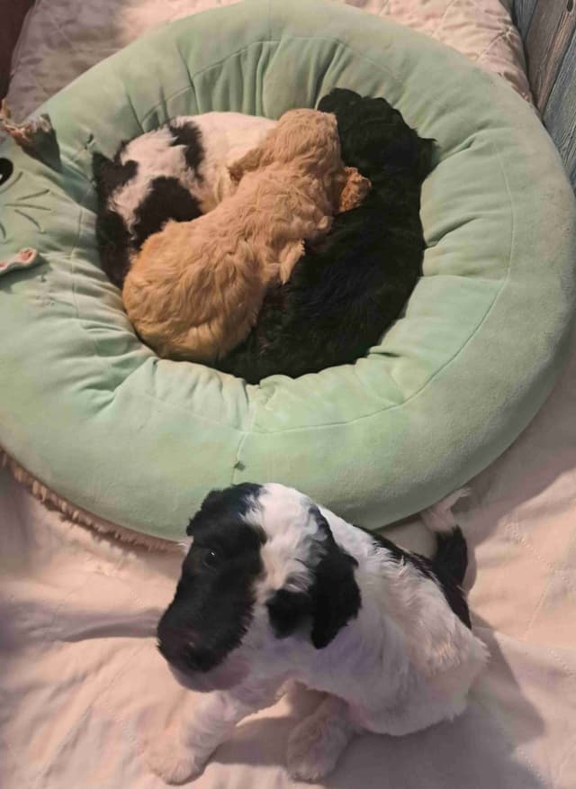 Poodle Puppies media 18