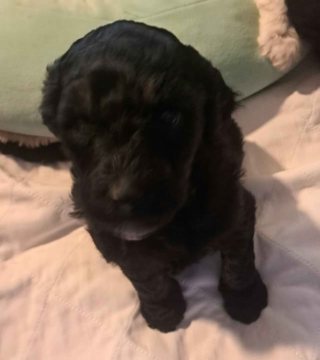 Poodle Puppies media 19
