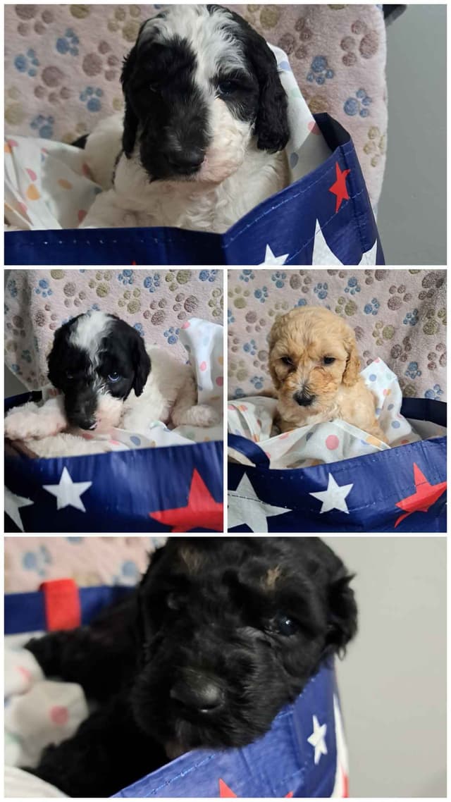 Poodle Puppies media 21