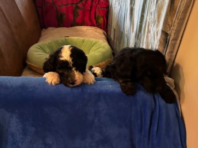 Poodle Puppies media 23