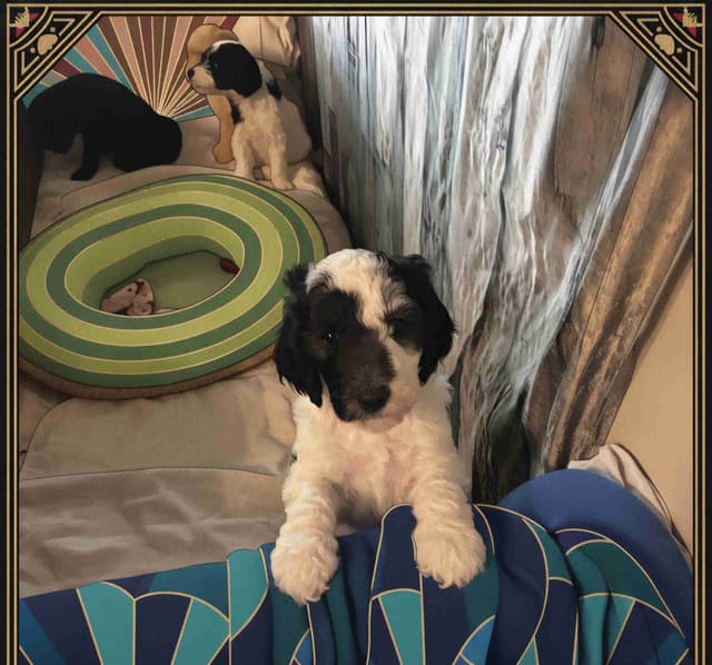 Poodle Puppies media 25