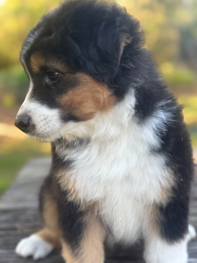Miniature American Shepherd Puppies media 2