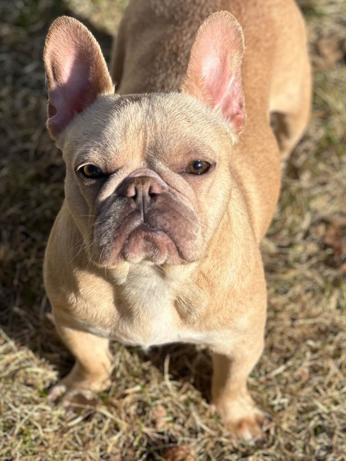 French Bulldog Puppies breeder image 1