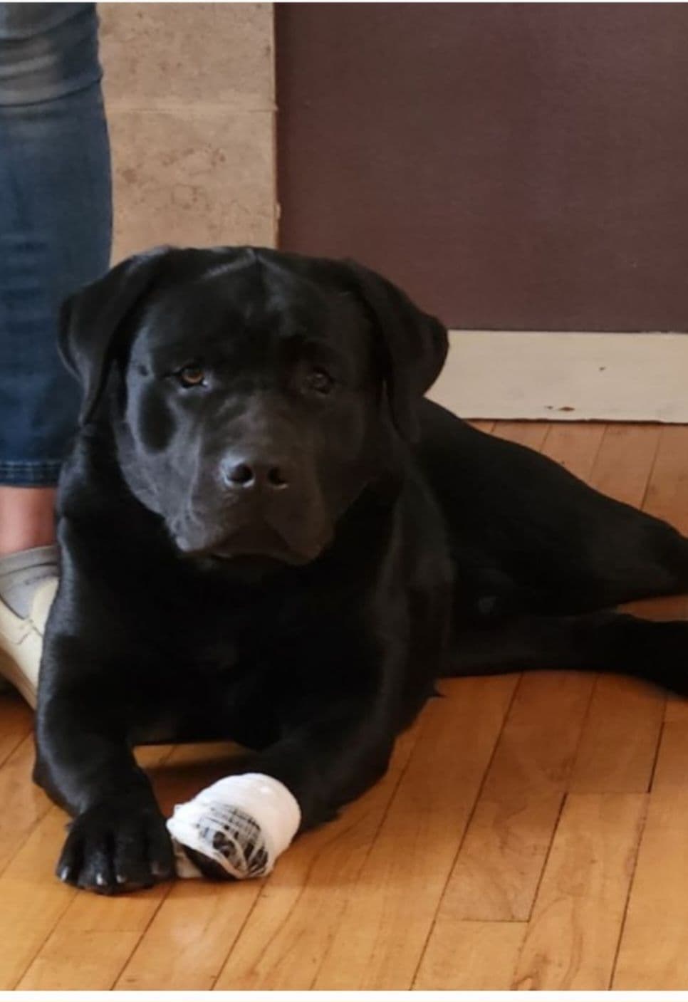 Labrador Retriever Puppies breeder image 3