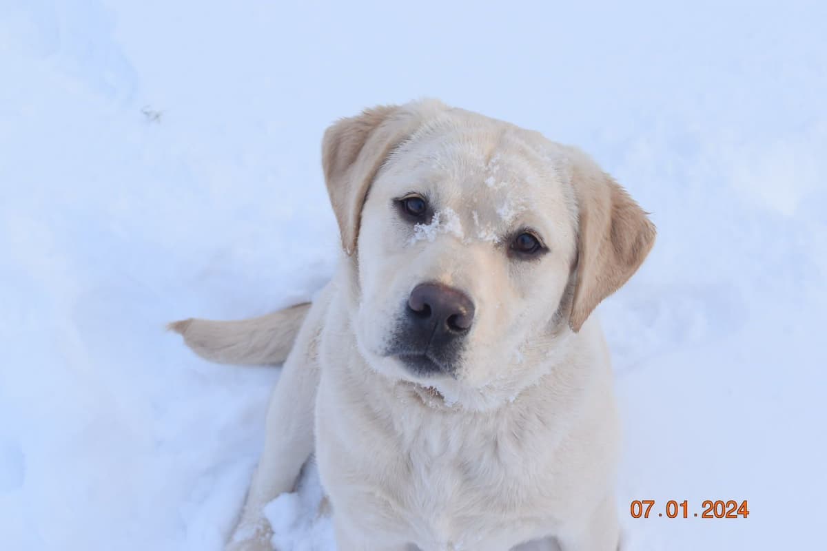 Labrador Retriever Puppies breeder image 8