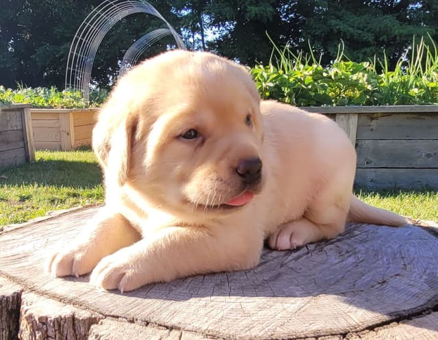 Labrador Retriever Puppies media 3