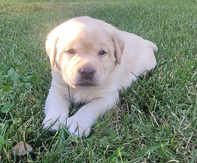 Labrador Retriever Puppies media 2
