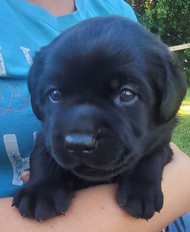 Labrador Retriever Puppies media 11