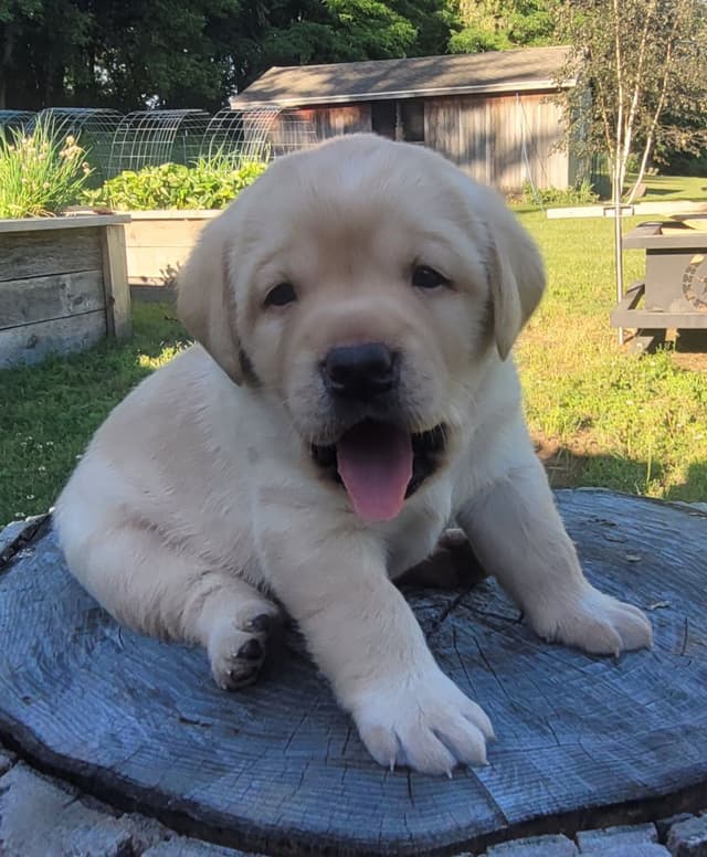 Labrador Retriever Puppies media 8