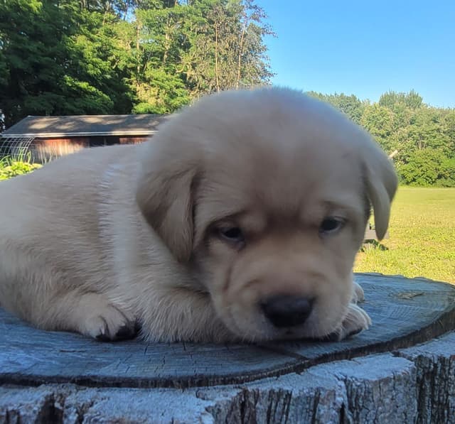 Labrador Retriever Puppies media 13
