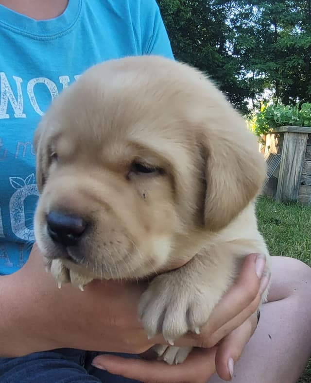 Labrador Retriever Puppies media 15